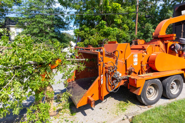 Best Tree Removal Contractors  in USA